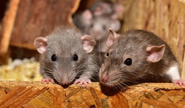 Lassa Fever in Nigeria: The Threat That Demands Urgent Attention